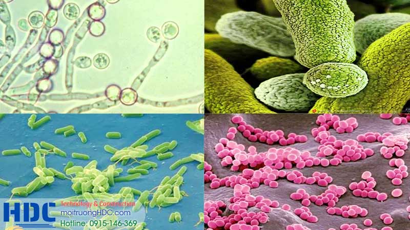 vi sinh vật trong xử lý khí thải là gì