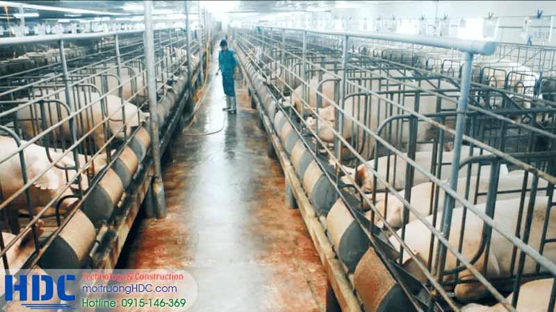 khái niệm, đặc trưng, giải pháp nước thải chăn nuôi ở hà nội và miền bắc